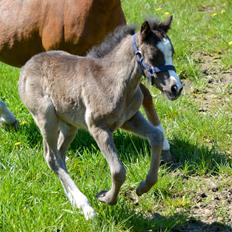 Welsh Mountain (sec A) Sunny Hill Anabell