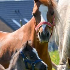 Welsh Mountain (sec A) Sunny Hill Anabell