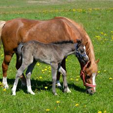 Welsh Mountain (sec A) Sunny Hill Anabell