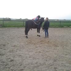 New Forest Elmholts Desiré