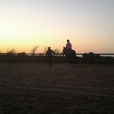 New Forest Elmholts Desiré