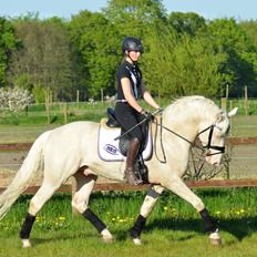 Palomino Stensgaardens cavanoux (EU Hingst)