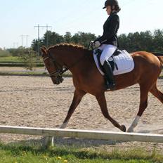 New Forest Nina (Ninja)