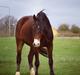 Welsh Cob (sec D) - Valhallas Sea Breeze