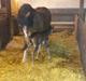 Welsh Pony af Cob-type (sec C) Solvangs my precious diva