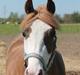 Welsh Pony (sec B) Bourbon