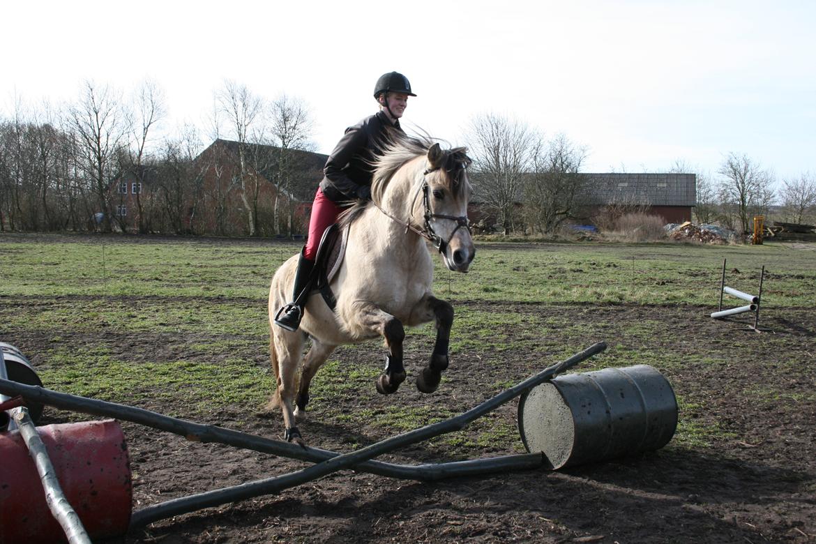 Anden særlig race El bendito R.I.P. - 26-03-2016 springer for 2 gang billede 1