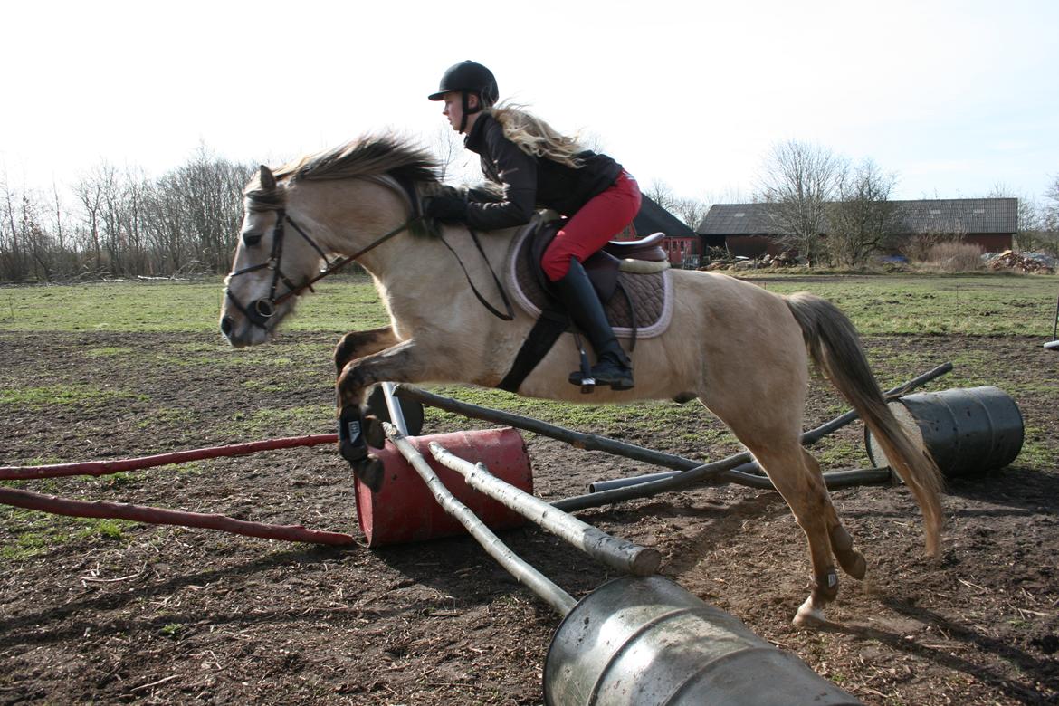 Anden særlig race El bendito R.I.P. - 26-03-2016 springer for 2 gang billede 5