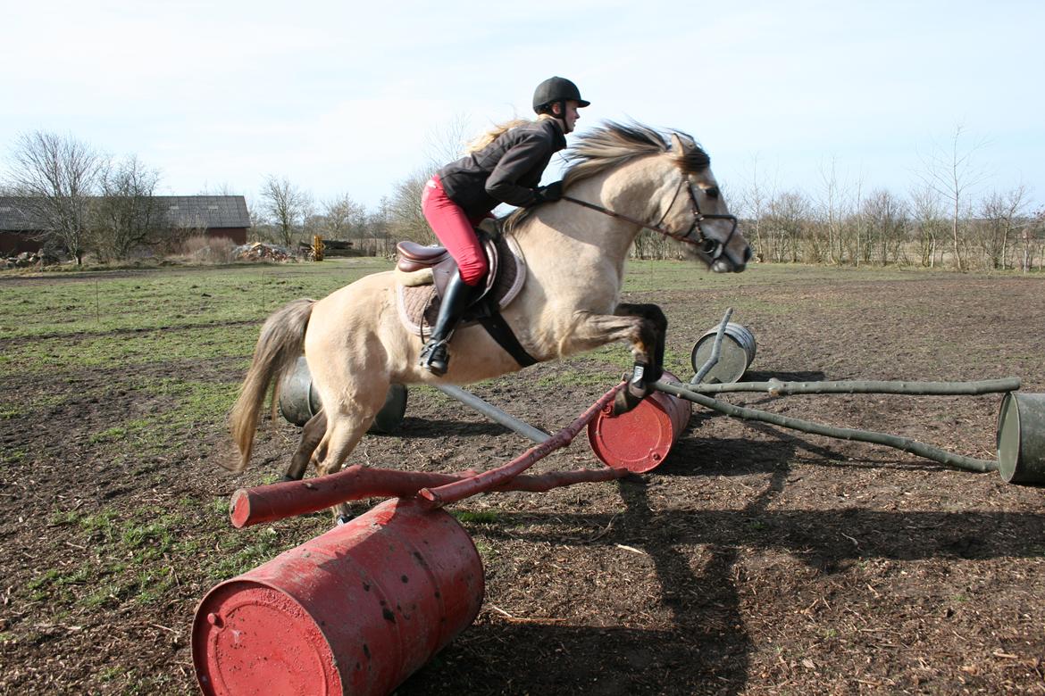 Anden særlig race El bendito R.I.P. - 26-03-2016 springer for 2 gang billede 6