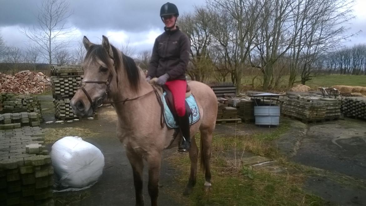 Anden særlig race El bendito R.I.P. - Første dag jeg sad på ham <3 29-03-2015 billede 2