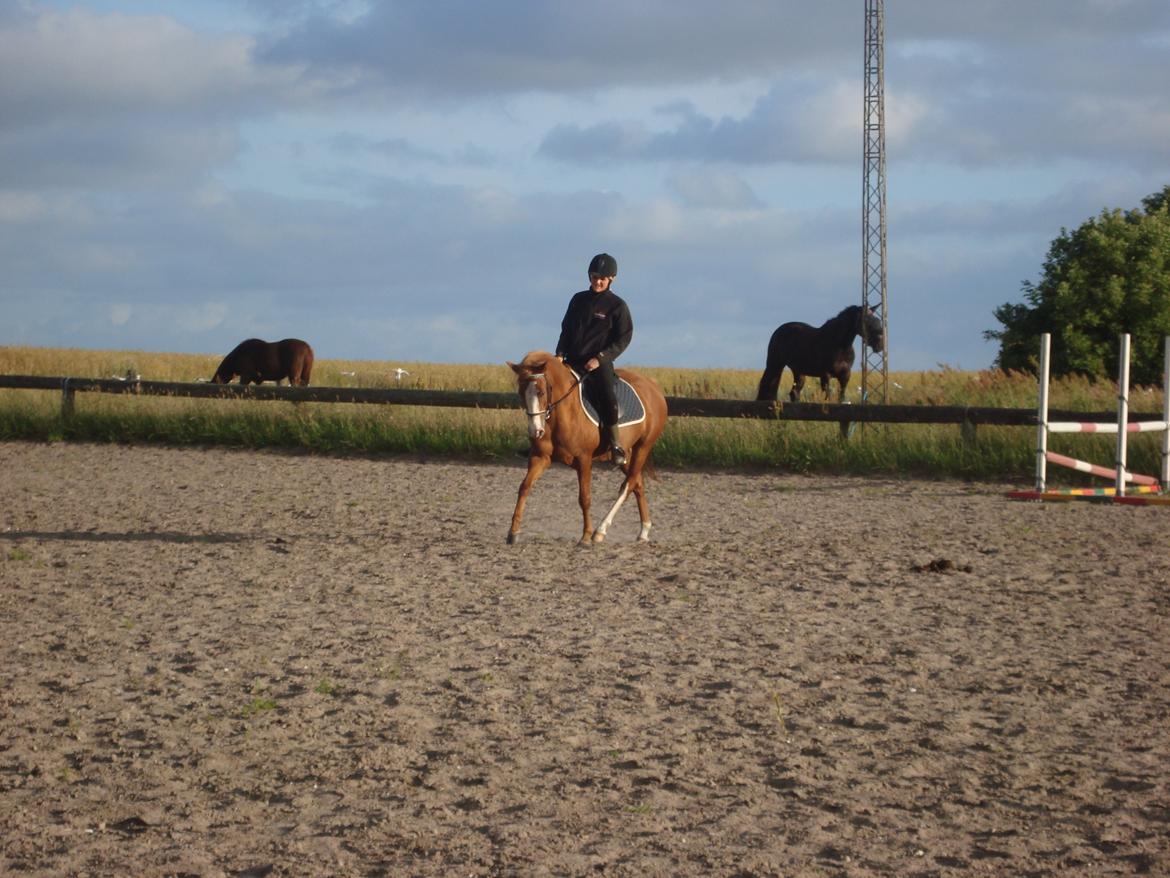 Anden særlig race Solaima billede 16