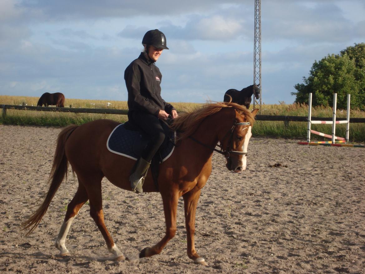 Anden særlig race Solaima billede 18