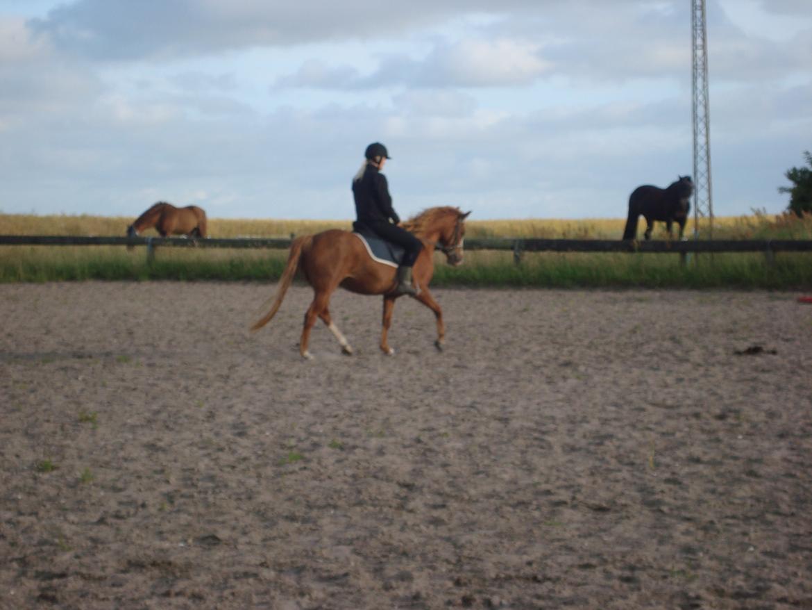 Anden særlig race Solaima billede 19