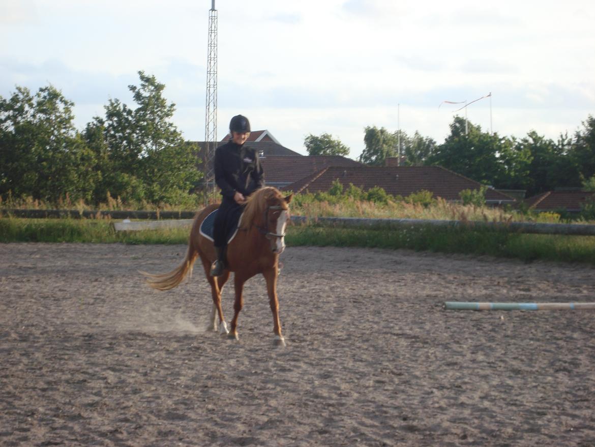 Anden særlig race Solaima billede 20