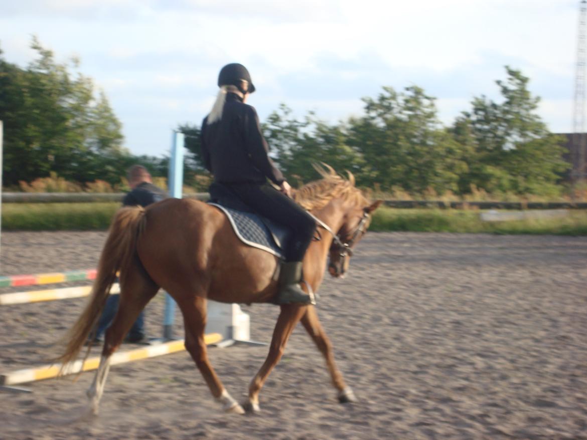 Anden særlig race Solaima billede 21