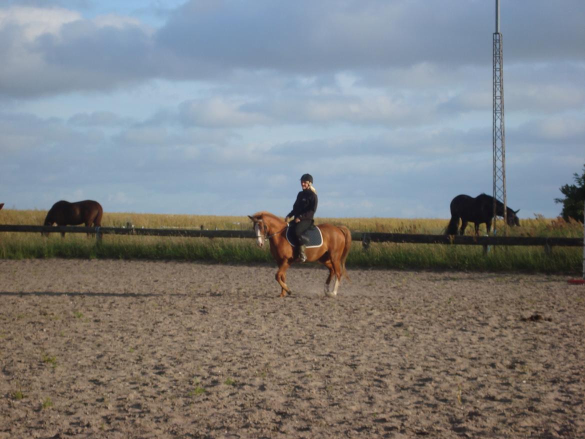 Anden særlig race Solaima billede 22
