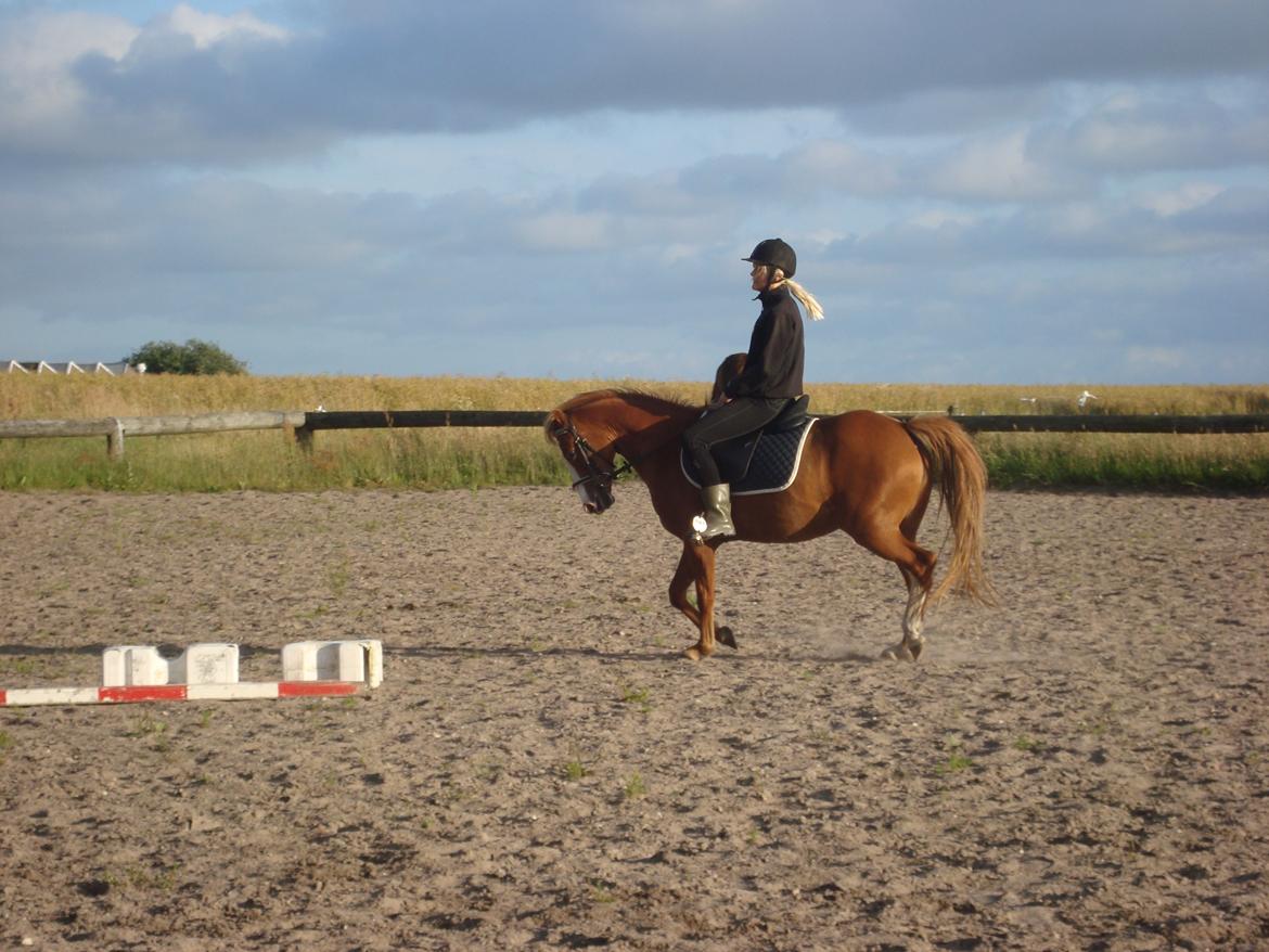 Anden særlig race Solaima billede 23