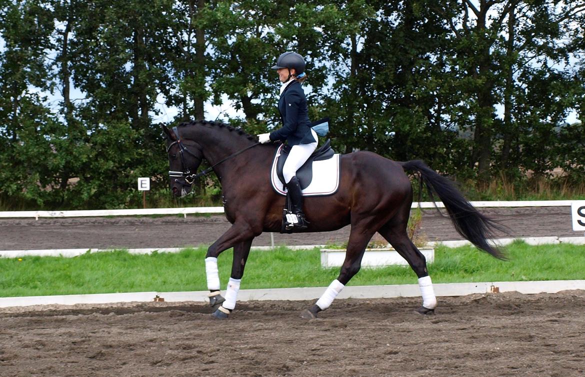 Dansk Varmblod LUTHERS TEQUILA SUNRISE billede 14