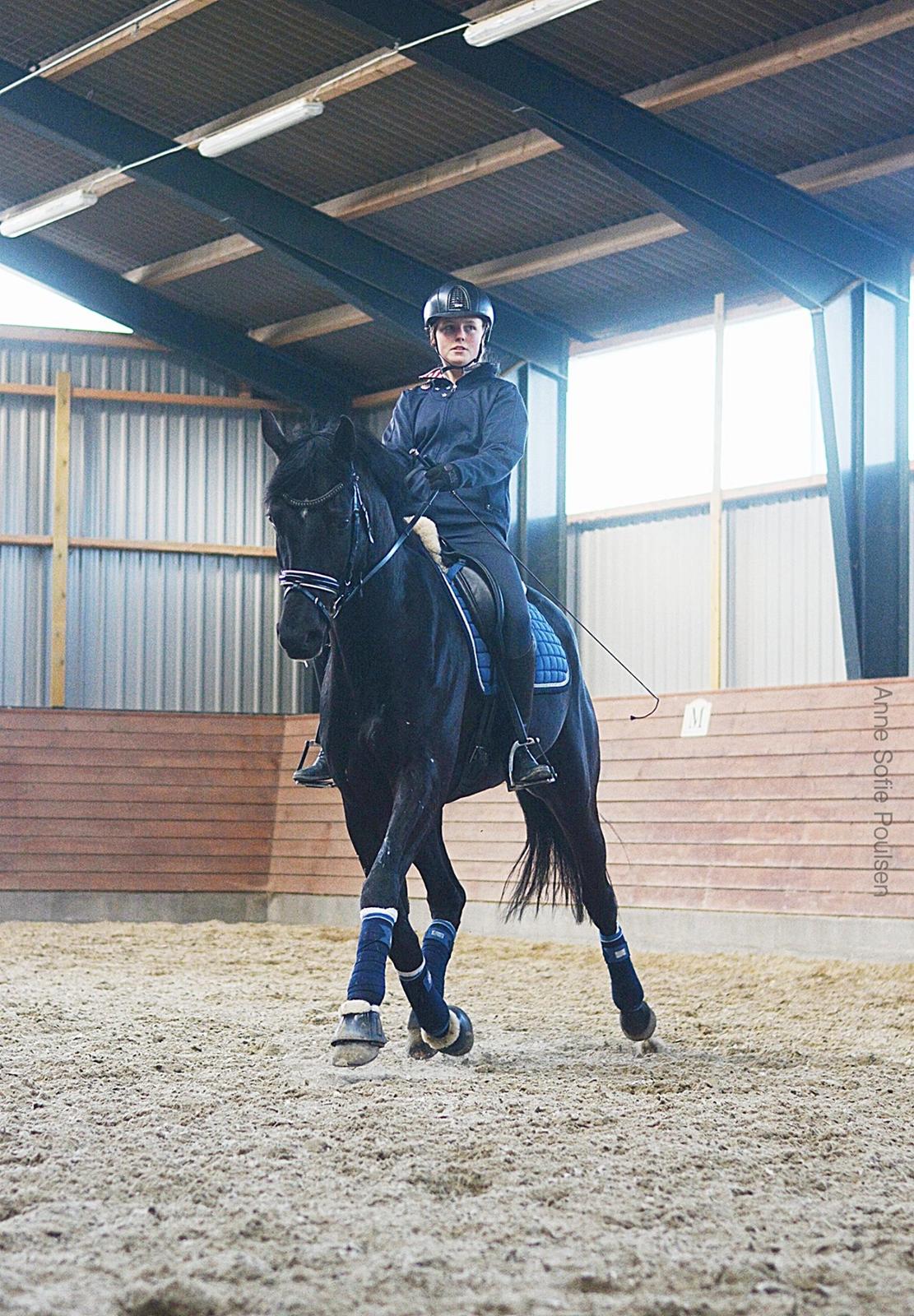 Dansk Varmblod LUTHERS TEQUILA SUNRISE billede 19