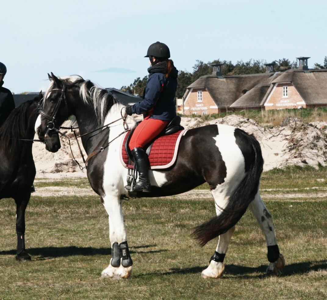 Tobiano Friesian Skovbjerggaard's Ginger billede 32