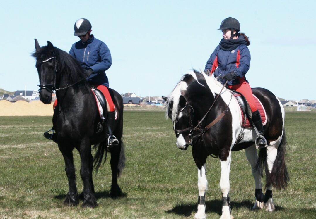 Tobiano Friesian Skovbjerggaard's Ginger billede 33