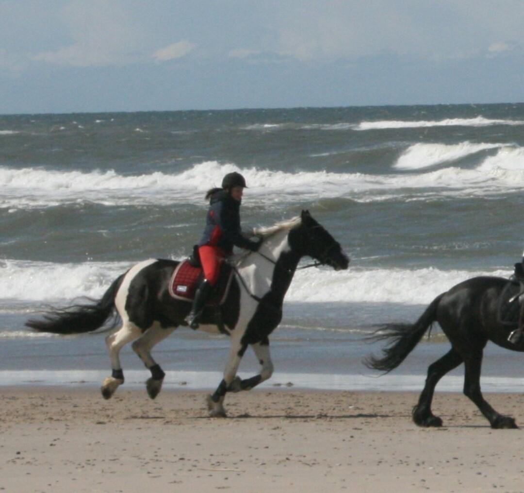 Tobiano Friesian Skovbjerggaard's Ginger billede 35