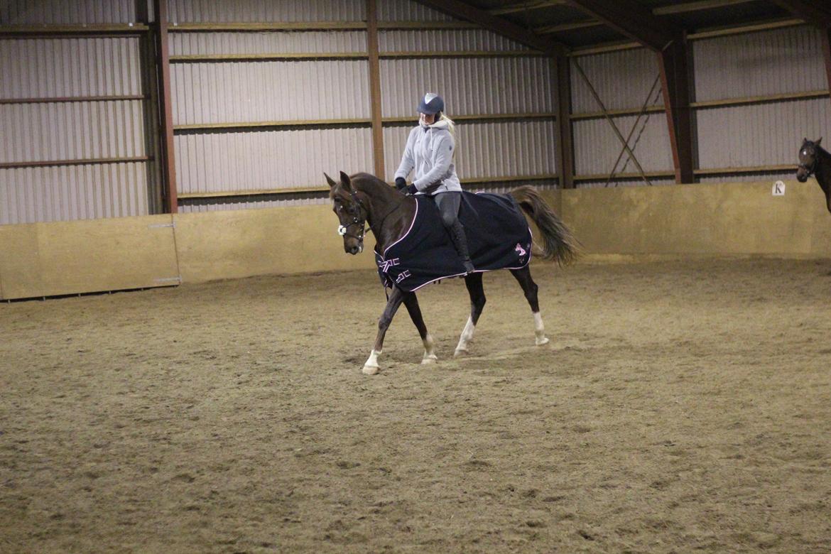 Hollandsk Varmblod Esiena billede 4