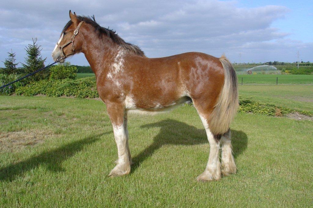 Shire Stald shire horses shadow billede 25