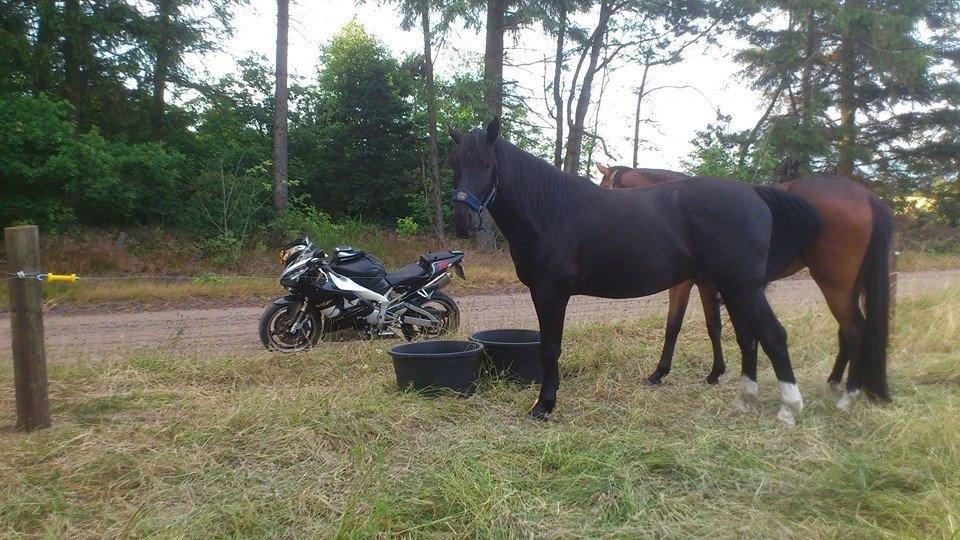 Oldenborg Pedro af Brorstrup billede 13