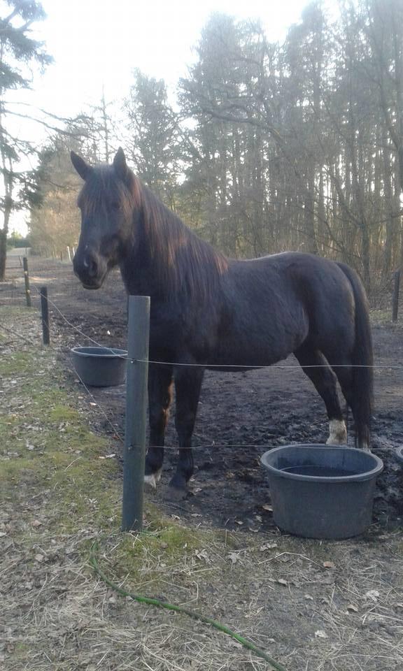 Oldenborg Pedro af Brorstrup billede 14