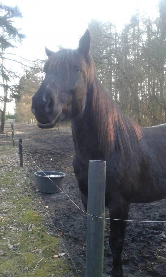 Oldenborg Pedro af Brorstrup billede 18