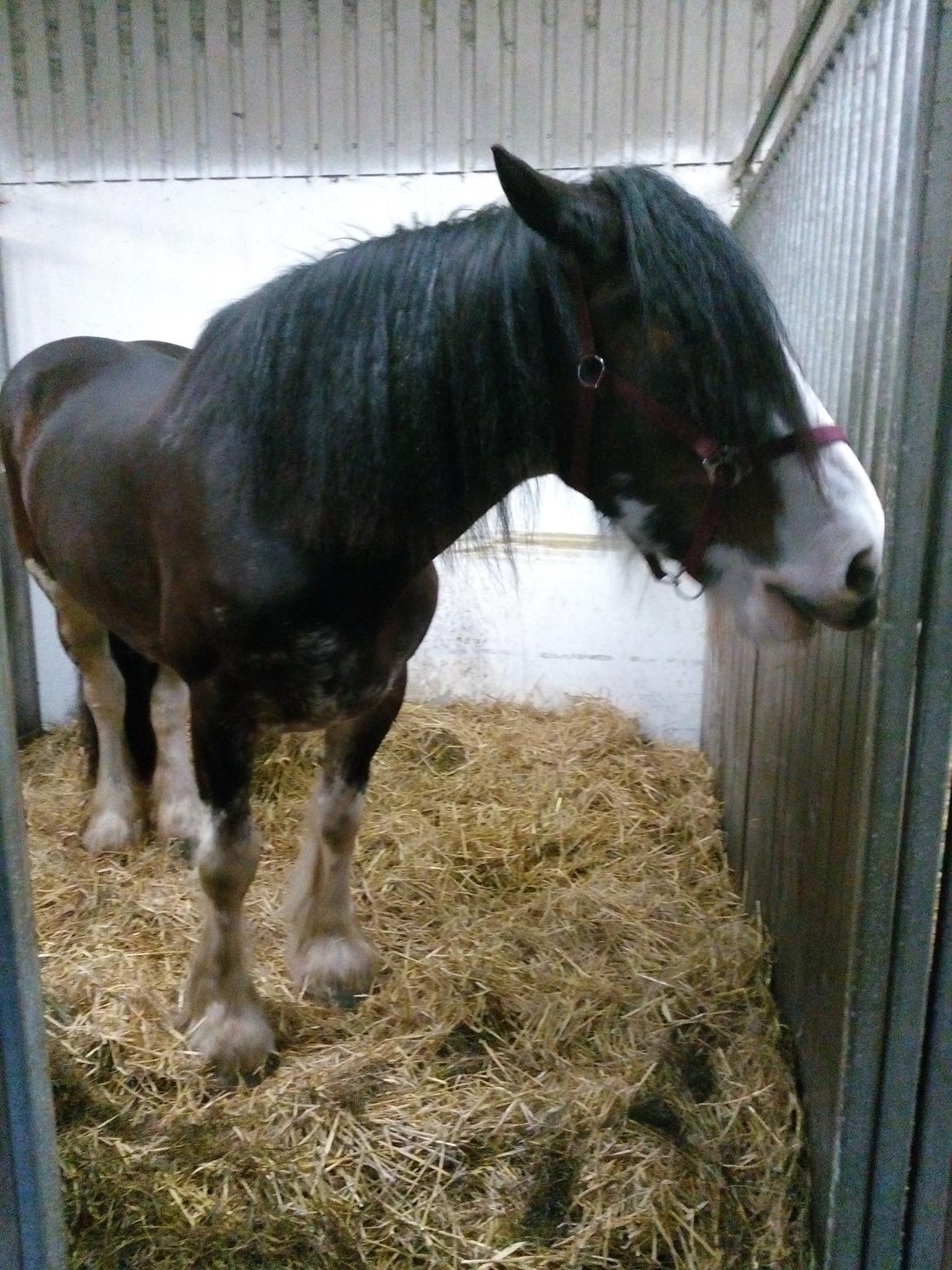 Clydesdale Lady Rose billede 7