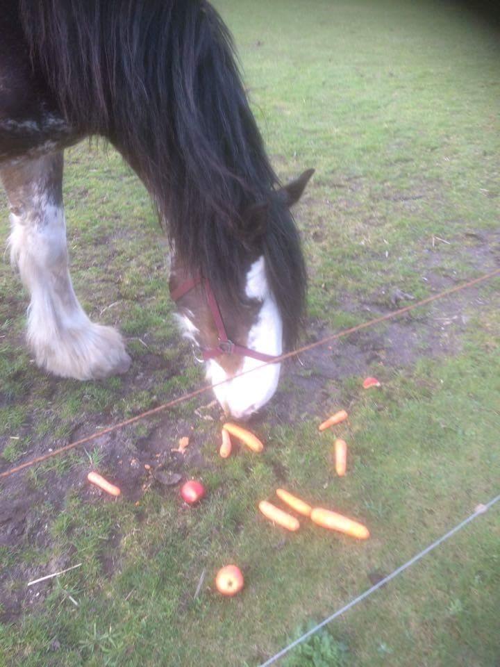 Clydesdale Lady Rose billede 8