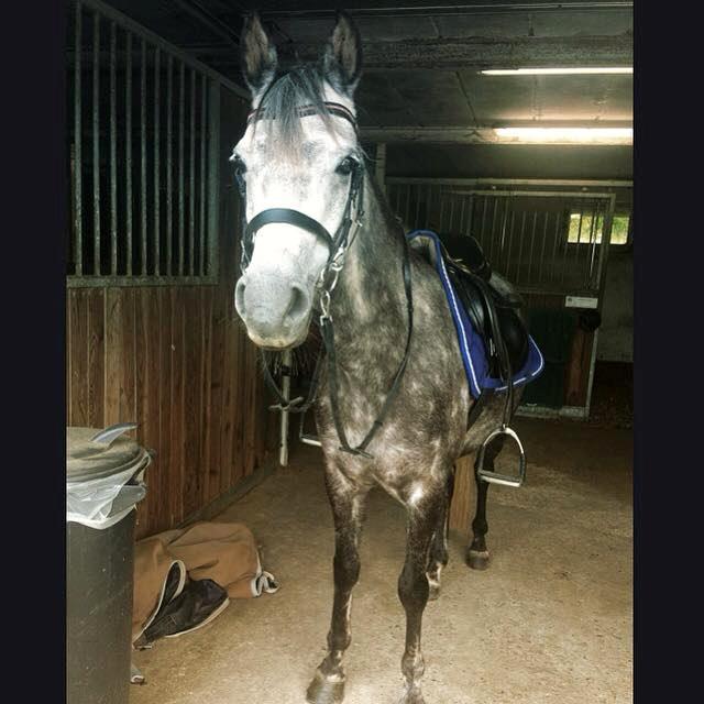 DSP Sica's Polly billede 1