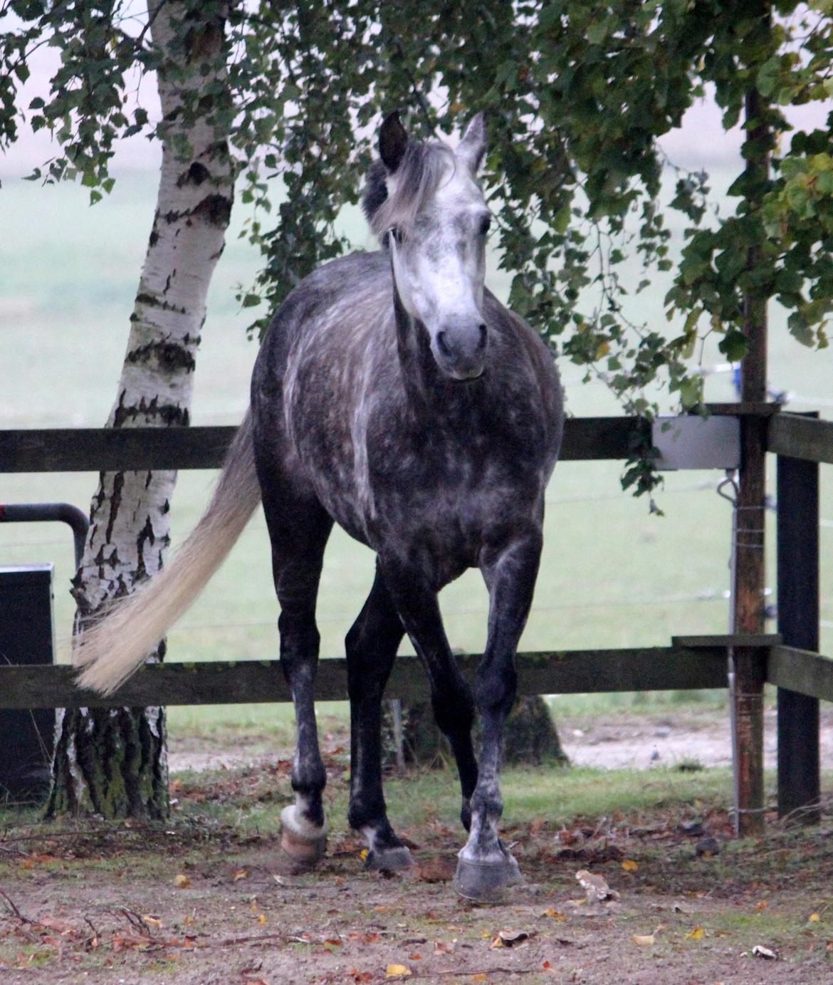 DSP Sica's Polly billede 2