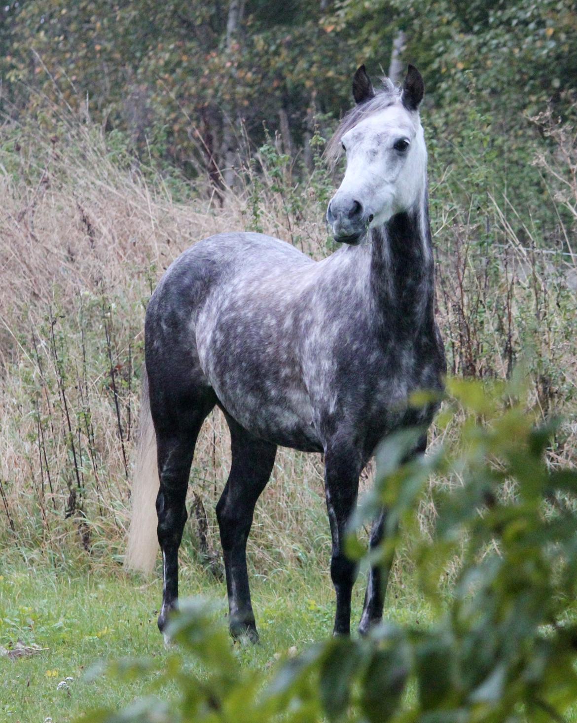 DSP Sica's Polly billede 3