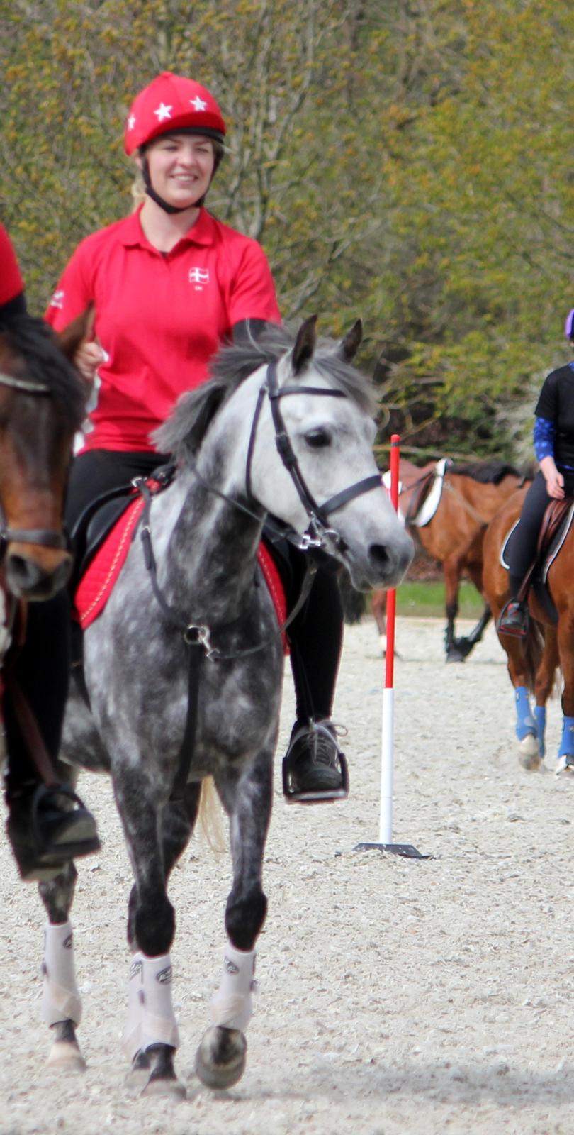 DSP Sica's Polly billede 4