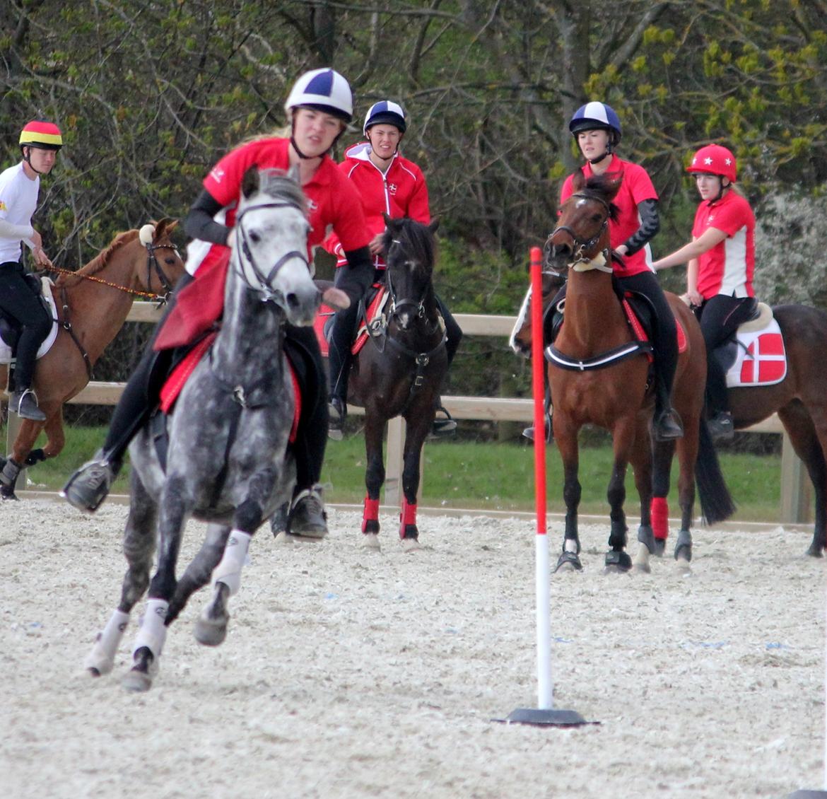 DSP Sica's Polly billede 6