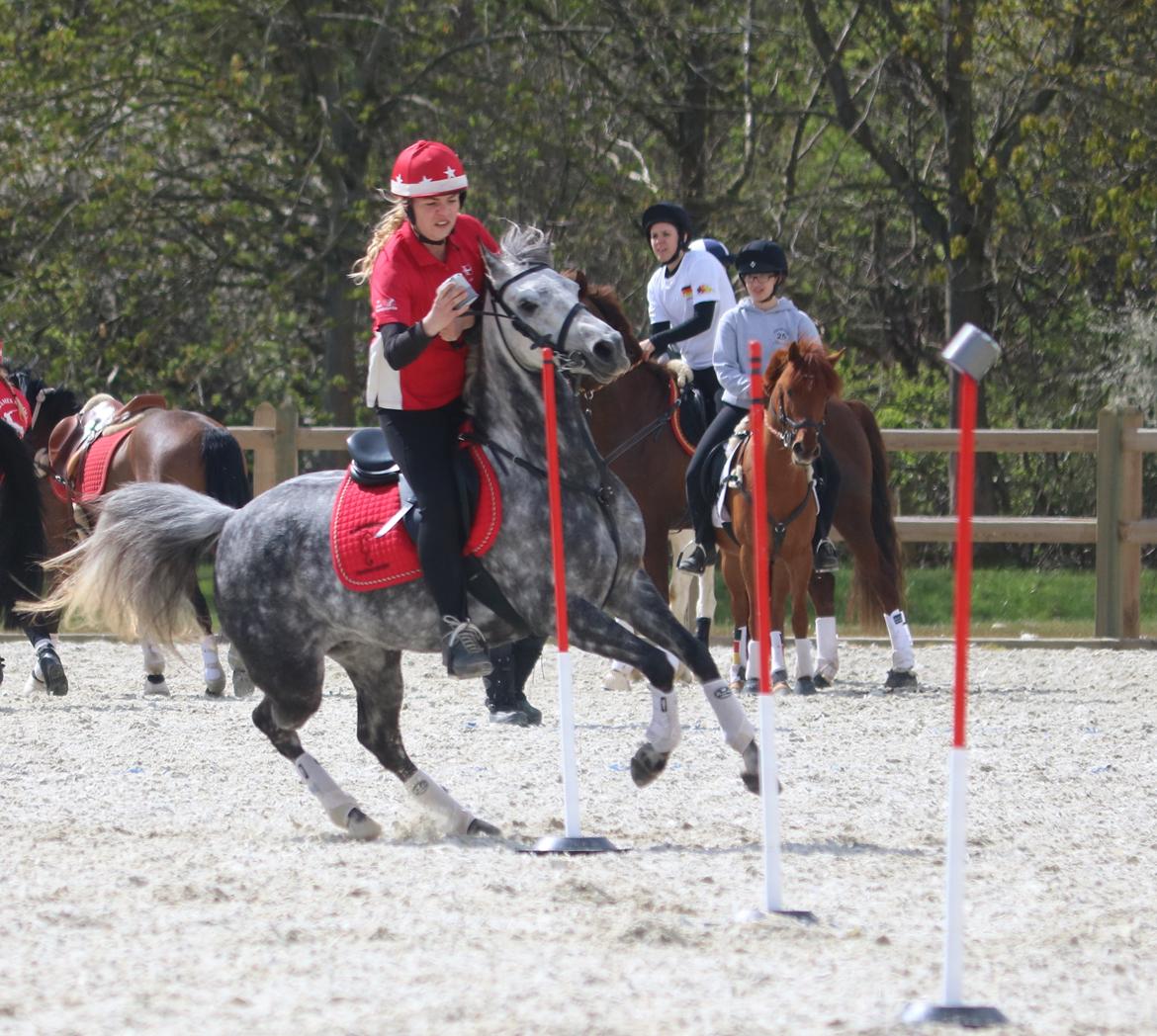 DSP Sica's Polly billede 7