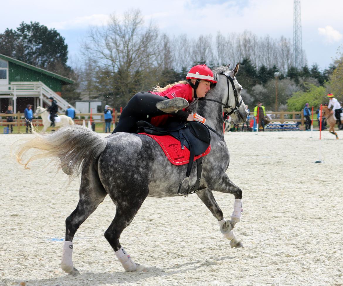 DSP Sica's Polly billede 9