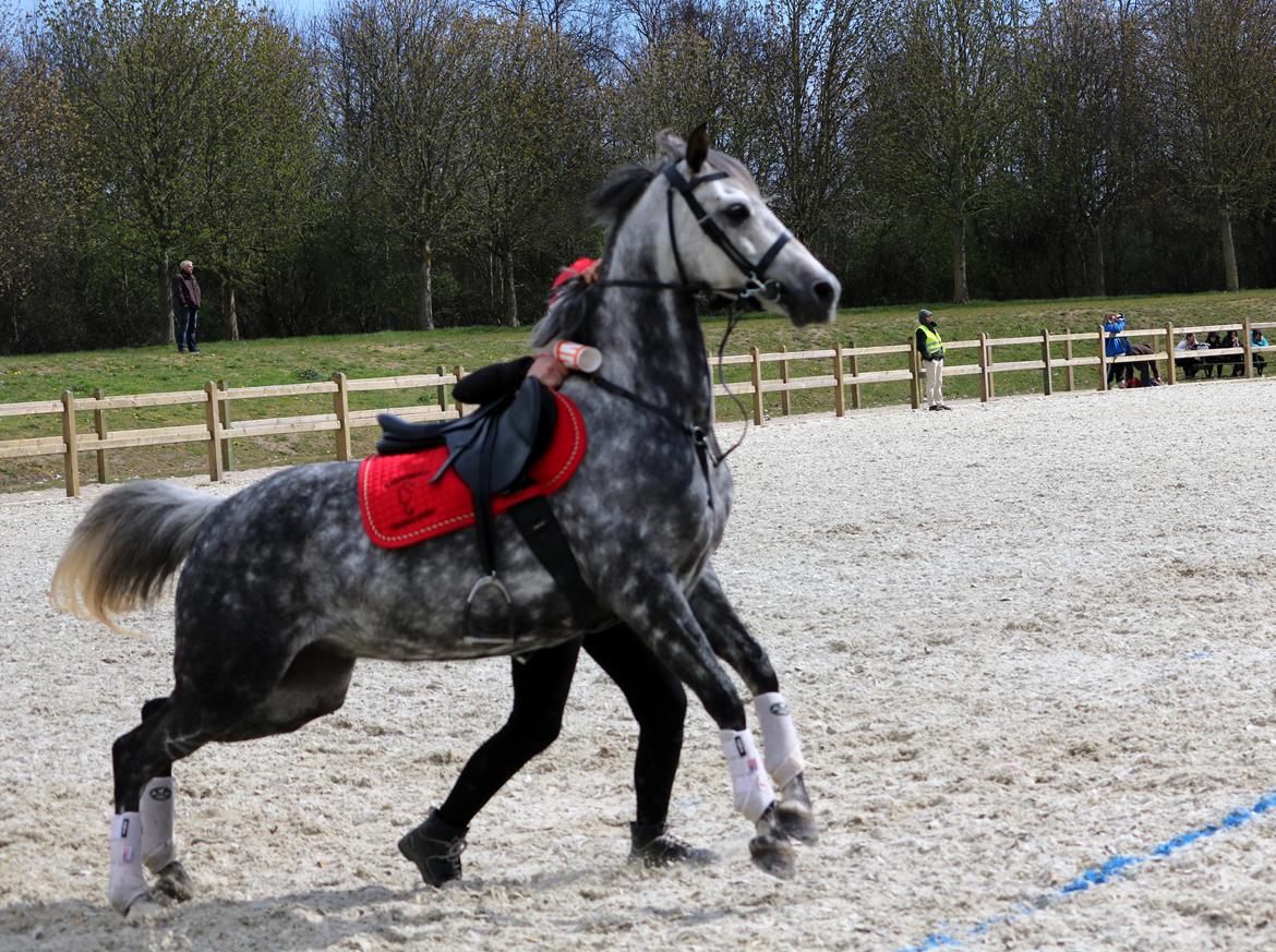 DSP Sica's Polly billede 8