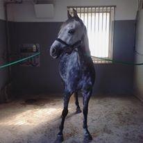 DSP Sica's Polly billede 11