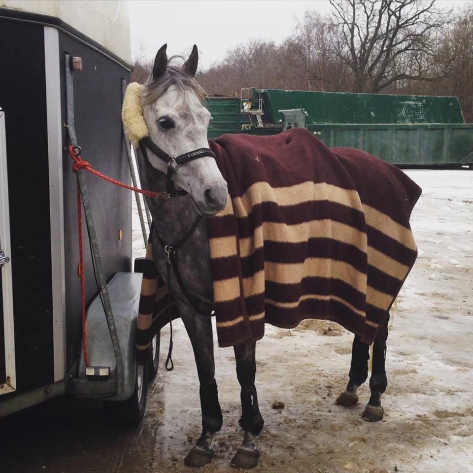 DSP Sica's Polly billede 12