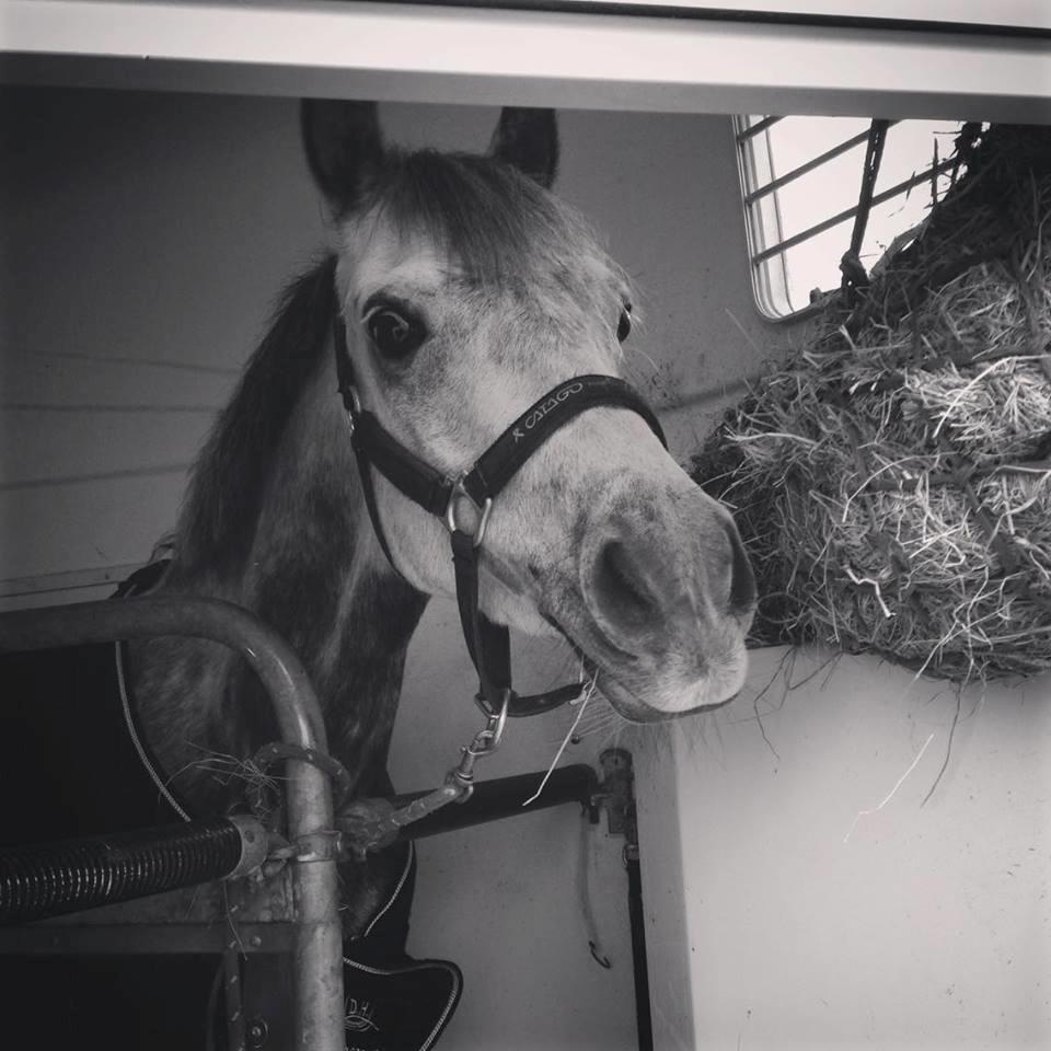 DSP Sica's Polly billede 13