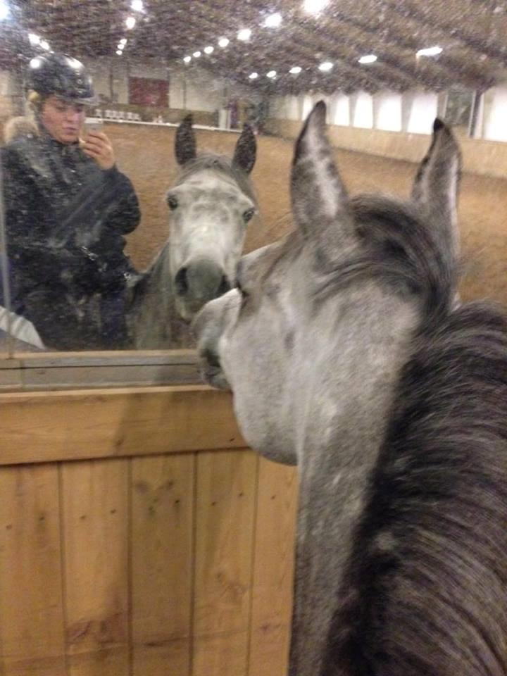 DSP Sica's Polly billede 14