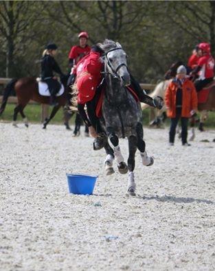 DSP Sica's Polly billede 15