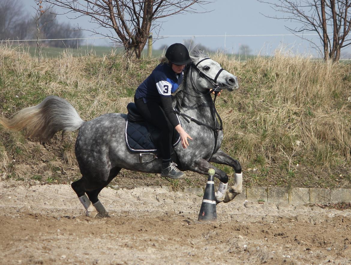 DSP Sica's Polly billede 16