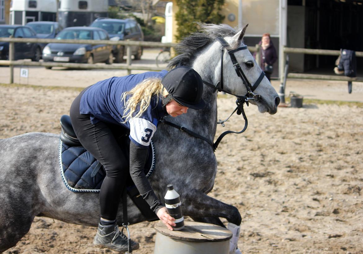 DSP Sica's Polly billede 17