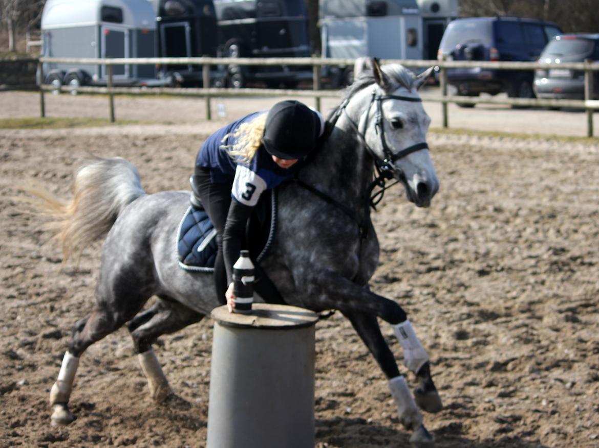 DSP Sica's Polly billede 18