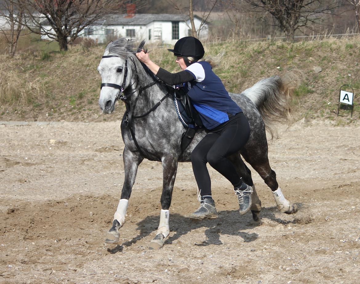 DSP Sica's Polly billede 19